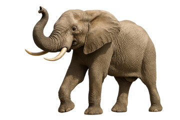 Obraz premium African Elephant Portrait: A majestic African elephant, its trunk raised high, stands majestically against a plain background, isolated on transparent or white background, png. 