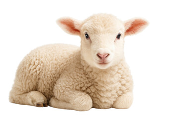 Fototapeta premium Adorable Lamb: A close-up shot of an adorable lamb resting peacefully, its soft, fluffy white wool contrasting gently against the simple backdrop, isolated on transparent or white background, png. 