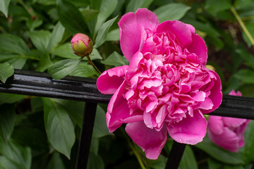 pink peony flower  in the garden