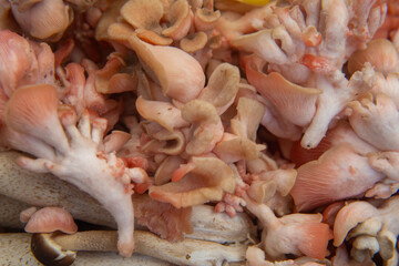 Closeup of oyster mushrooms on the market
