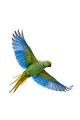 Rose ringed parakeet in flight isolated on white background