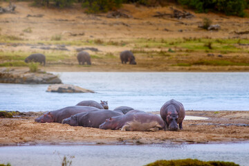 Hippos basking in the little sun on the bank in Kruger
