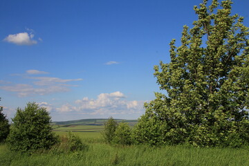 Obraz premium A grassy field with trees and a blue sky