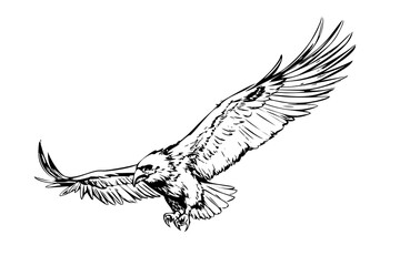 Fototapeta premium Realistic Detailed Engraved Illustration of a Majestic Eagle in Flight