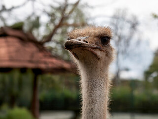 close up of an ostrich
