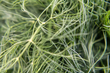 Close-up of a dill herb