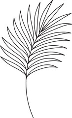 Areca palm leaf botanical line illustration