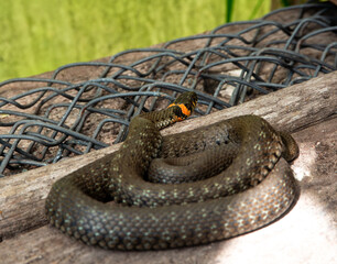A coiled snake with a distinctive yellow collar rests on old wooden boards beside a wire mesh in a rustic garden or shed environment.