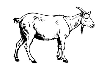Obraz premium Highly Detailed Engraved Illustration of a Goat