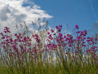 Wild pink flowers blooming in a summer meadow against a vibrant blue sky with white clouds. A low-angle view captures the beauty of nature in full bloom
