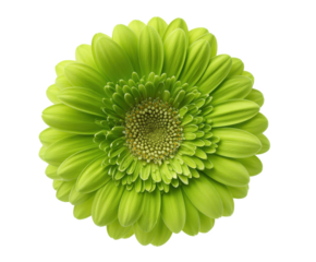 Vibrant Lime Green Gerbera Daisy Flower Close-Up