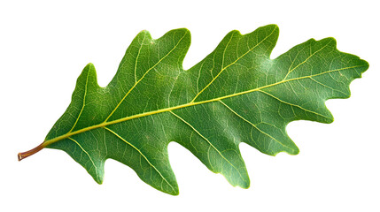 Fresh green oak leaf isolated on a white background