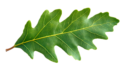Fresh green oak leaf isolated on a white background