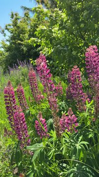 Garden lupin lupinus polyphyllus bigleaf lupine, vertical video.