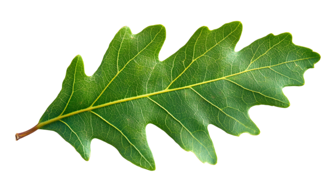 Fresh green oak leaf isolated on a white background