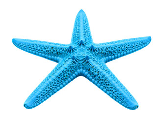 Blue starfish isolated on transparent background
