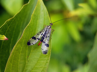 scorpionfly on leaf summer garden
