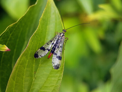 scorpionfly on leaf summer garden