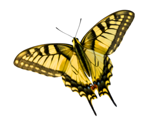 Butterfly flying isolated on transparent background
