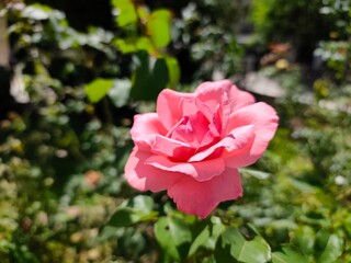 China rose: a species of Roses, its botanical name is Rosa chinensis.