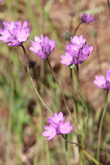 Two Wing Wild Hyacinth, Dipterostemon Capitatus Subspecies Capitatus, a charismatic native synoecious perennial herb displaying cymose umbel inflorescences during Spring in the Santa Monica Mountains.