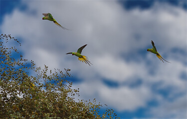 Guwahati, Eastern India. A gliding flight of Indian ringed parrots over the treetops in a city park.