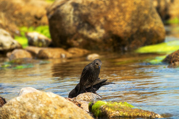 Example of acquisition by trial and error (cut and try). Young inexperienced starlings try to drink salt water and bathe in sea. They spit out water and unsuccessfully clean salty feathers. Series