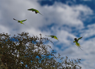 Guwahati, Eastern India. A gliding flight of Indian ringed parrots over the treetops in a city park.