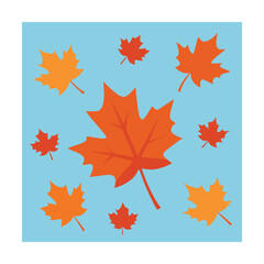 Obraz premium Colorful autumn maple leaves falling sky background