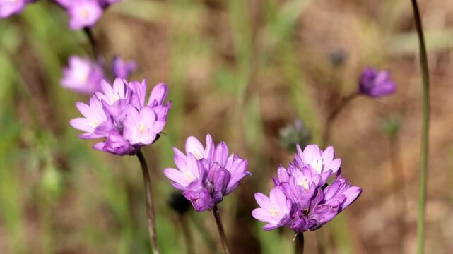 Two Wing Wild Hyacinth, Dipterostemon Capitatus Subspecies Capitatus, a charismatic native synoecious perennial herb displaying cymose umbel inflorescences during Spring in the Santa Monica Mountains.