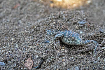European green toad (Bufo viridis) hibernate underground. In spring, when the temperature rises to 10 degrees, the toads break through the soil and come out