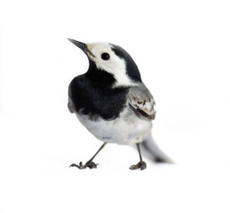 European birds. Shooting white wagtails, pied wagtail (Motacilla alba male in breeding plumage) on a white background from different angles.