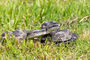 Coiled Snake