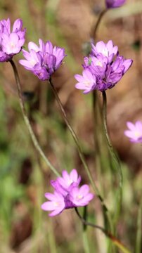 Two Wing Wild Hyacinth, Dipterostemon Capitatus Subspecies Capitatus, a charismatic native synoecious perennial herb displaying cymose umbel inflorescences during Spring in the Santa Monica Mountains.
