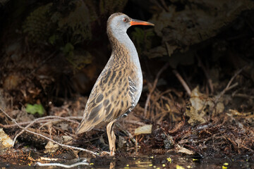 Water railbyn a pond close up
