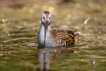 Water rail in a pond close up