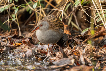 Water rail by a pond close up