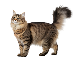 Kurilian bobtail on transparent background