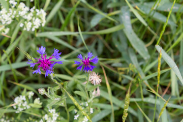 Close-up of vibrant purple cornflowers in a lush green meadow in Alborz, Iran, showcasing the beauty of wildflowers and natural landscapes