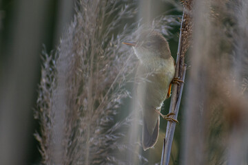 Marsh Warbler on the reed