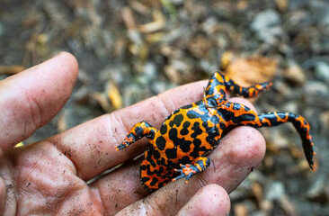 East fire-bellied toad (Bombina orientalis) on the northeastern edge of the range, swamp hole in the Sikhote Alin mountains.. Primorsky Krai