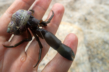 Hermit or diogenes crab in a gastropod shell. Sea of Japan. Siberian coast. Russian Far East