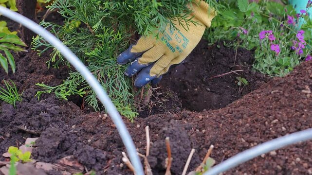 A woman plants a tuya in the ground in the garden. Samara, Russia - 20 May 2025