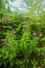 Known as purple Joe-Pye weed, kidney-root, sweetscented joe pye weed, sweet Joe-Pye weed.