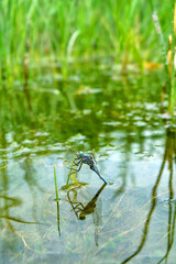 Southern skimmer (Orthetrum brunneum) male. Eastern Crimea, Kerch Peninsula. A dragonfly that has just emerged from the larva