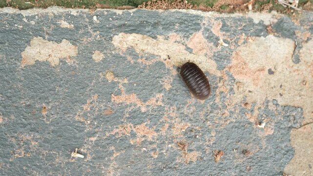 Crawling Dark Brown Insect Close Up of Segmented Wildlife on Textured Surface in Natures Outdoor Environment