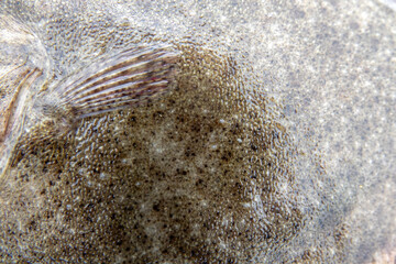 Black Sea turbot demersal fish upper side of body covered with bony conical plaques. Azov subspecies of flounder Scophthalmus maeoticus torosus adapted to fine-sanded bottom, disruptive coloration