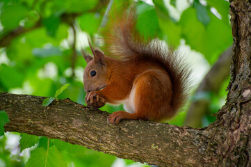 squirrel on a tree branch eating nut