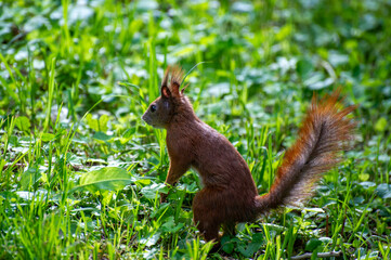 squirrel on the grass