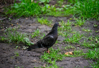 black pigeon on the grass